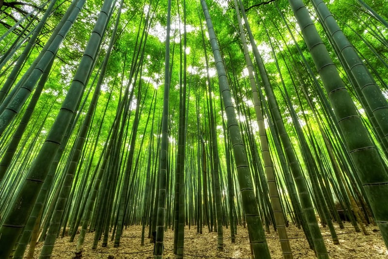 The Bamboo Forest, Japan